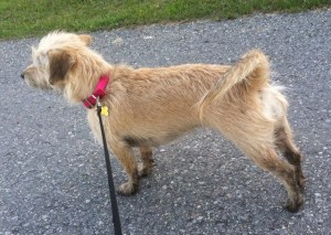 11054339_10206194023919870_6019189494124015319_n