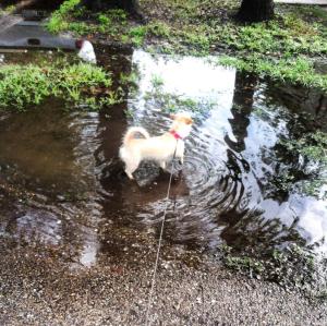 11160006_10206284525142344_6265811006137397392_n