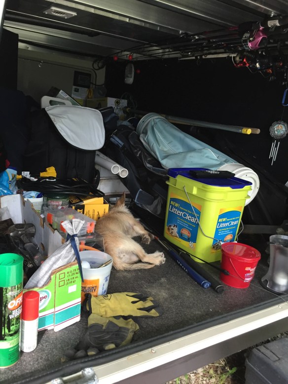 Charlie sleeping in the cubby