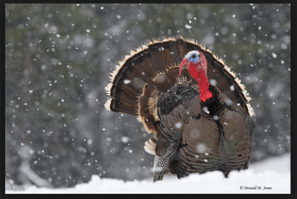 Screen Shot 2015-11-24 at 6.24.30 PM